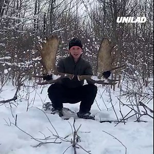 Wait... Moose shed their antlers?? 🤯 | UNILAD
