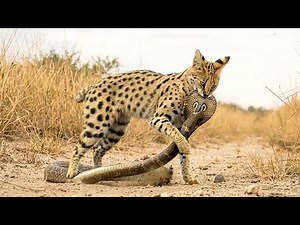 Serval vs Cobra — A Hunt That Turns Against the Hunter | Inside the Wild