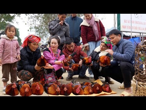 Best capon chickens for year-end market .