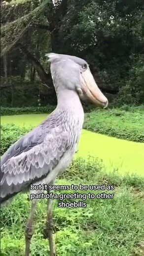 Shoebill machine gun noise - scariest bird sound ever! #shoebill #wildlifepodcast #weirdanimals
