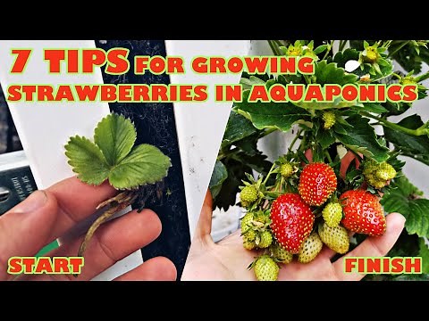 7 TIPS and TRICKS for planting and growing STRAWBERRIES in an aquaponic system
