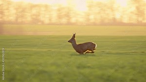 Deer Jumping Running in the Wild Grass Field Day Nature Wild Life