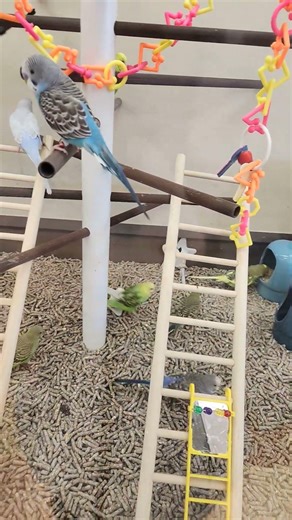 Budgies at Petco #birds