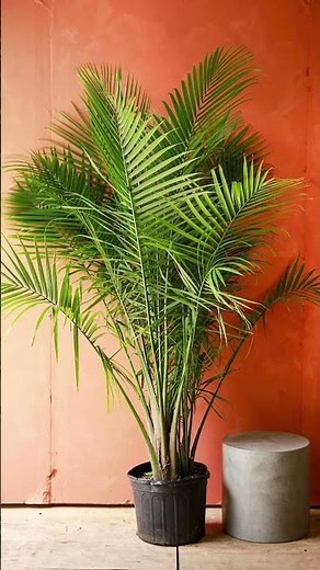 Types of Palm Trees You Can Grow Indoors #plants #houseplants #palm