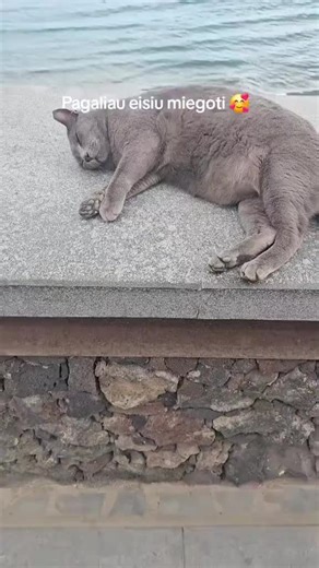 munis (@.munis001)’s videos with original sound - munis