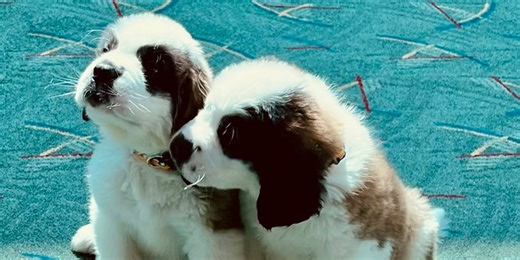 Timberline Lodge welcomes two new St. Bernard puppies
