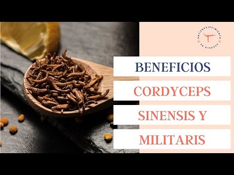 What is the Cordyceps fungus and what are its benefits?