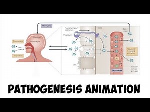 Pathogenesis of Neisseria meningitidis | simplified version