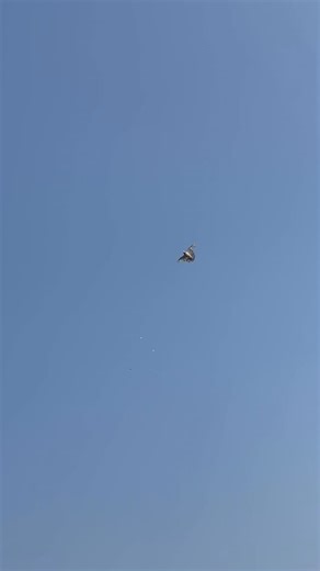 Montu Mondol on Instagram: "বালি পায়রার বাজি 🕊️🧿#montuvlogs #training #viral #minivlog #viwes #viralreels #viralvideos"