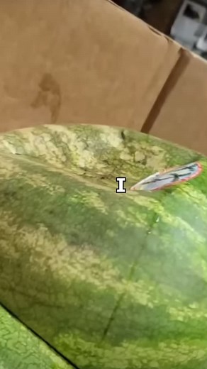 Exploring Watermelon Varieties with BehindTheMask86