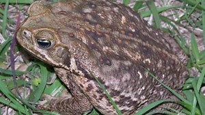Toxic Toads: Bufo, giant, cane or marine toads; it's all the same toxic species