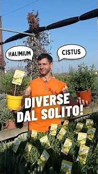 Are all gardens the same? 😒 Find out: Halimium and Cistus and how to care for them! Spoiler: very...