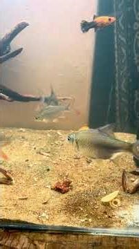 Tinfoil available now dm rate and details