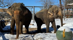 Little Rock Zoo keeps animals warm amidst freezing temperatures