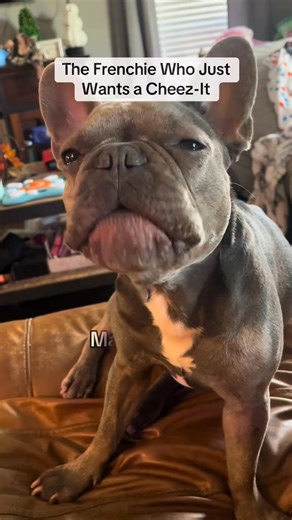 When your dog learns one word and it’s only to beg for Chees-It Cheez-It snacks… yeah mama 🧀😂 #DogTok #FrenchieLove #SnackGoals #ViralDogs #frenchie | minniecantalk