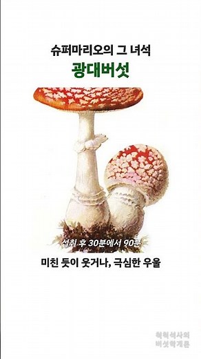 버섯학개론 21. 광대버섯｜척척석사