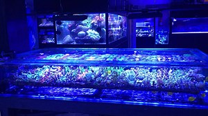6.6K views · 56 reactions | Here is Nate doing a quick demonstration of the The Ecotech Marine Radion XR30w Pro LED Lights and Reef Link Wireless Bridge. These have some incredible capabilities. #EcotechMarine #LED #Radion #ReefLink | Reef Systems Coral Farm | Facebook