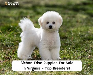 Bichon Frise Puppies in Virginia: Top 6 Breeders! - We Love Doodles