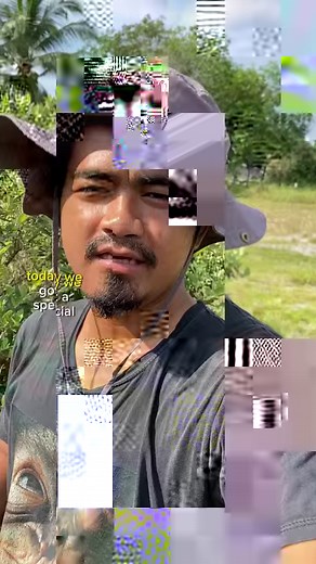 15K views · 212 reactions | Malayan pit viper aka ranjau darat kalimantan #c.rhodostoma #malayanpitviper #diazborneo | Diazborneo | Facebook