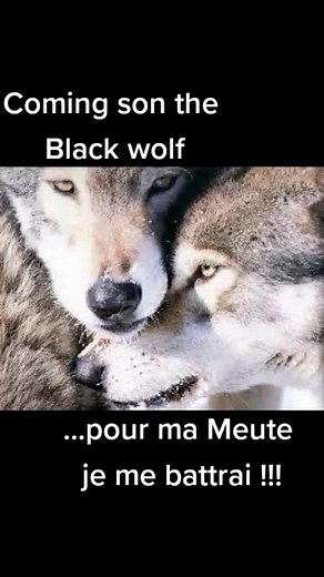 Alpha la tête du groupe...#loup