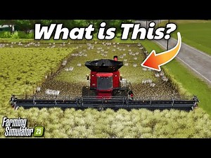 I Harvested A Rice Field and Found This...