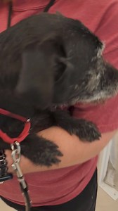 The Rancho Mirage Rescue Rally Pet Adoption & Wellness Fair is underway at the Rancho Mirage Library. Over 50 dogs available from animal welfare organizations throughout the Valley. Come on down before 2pm and meet your new best friend! | Palm Springs Animal Shelter