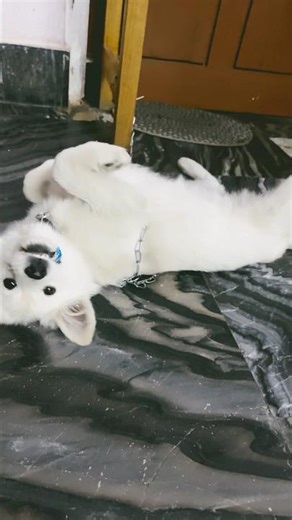 #pets #funny #youtubeshorts