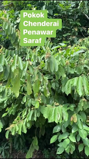 9K reactions · 5.3K shares | Bismillah…Asalamualaikum… #Cucuadam #reels #adsonreesl #ads #viral | Nor Hasbul Cucuadam | Facebook