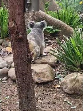 Discover the beauty of Australian wildlife at Currumbin Wildlife Sanctuary 🐨🦘