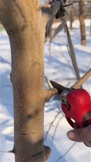 pruning several thin brown tree branches precisely using a red manual electric garden shears