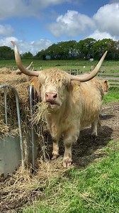 Lunchtime on the farm for this happy highland! 🐄🌱 Our Highland cattle are back outside our farm shop grazing amongst our fields with their little ones 🐮 #highlands #highlandcow #Cattle #farm #farminglife #farming | Strawberry Fields Farm Shop