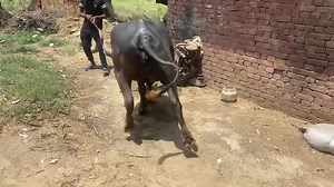 159K views · 6.5K reactions | MPD l upward fixation of the patella l medial patellar ligament l Dr umar khan | Dr. Umar Khan | Facebook