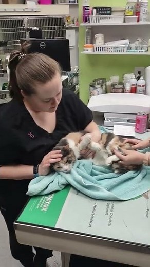 administering a IM injection to a cat