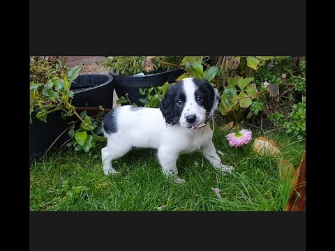 The life of a Sprocker Springer Spaniel Puppy - Ralph 8 weeks to 6 months
