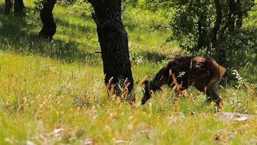 Trail Camera with Intelligent Robot,Hunting Game Camera