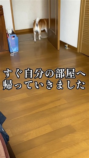 なでられの気分ではなかったみたい、、#いぬのきもち#柴犬の日常#柴犬動画#柴犬の癒し#doglife