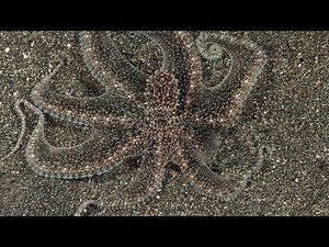 How Do Octopuses Change Colour? - Fun Fact Friday