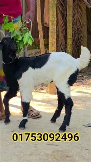 এই পাটি বাচ্চাটা নিতে আগ্রহী হলে দ্রুত যোগাযোগ করুন। 📩