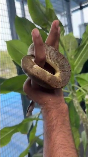 spider pied python..#python #pythonsofhyderabad#mywaypets
