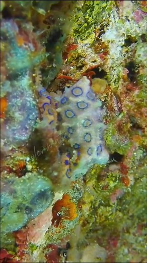 18K views · 531 reactions | Blue ringed octopus is one of the world's most venomous marine life #fishingislife #fbreelsfypシ゚viral #fypシ゚ #trendingvideos | Underwater Fishing life | Facebook
