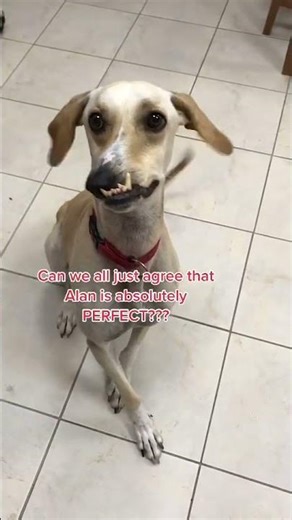 Those flippy floppy ears! ❤️