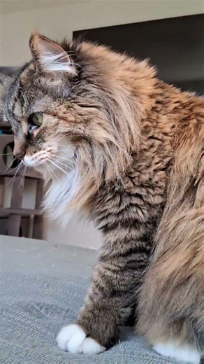 My kitty cat🐱 part 4