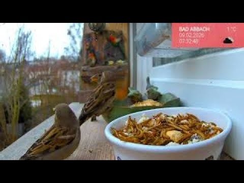 10.02. Fensterbrett & Vogelwelt 🐦 Ein Februartag live