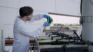 Scientist reviewing lab-grown algae for research in biotech and agronomy