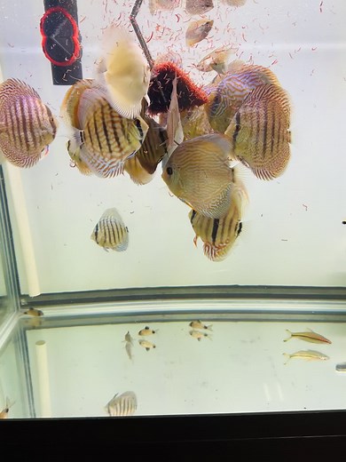餵什麼搶什麼👍 #棕彩 #綠彩 #藍彩 #f1七彩魚 #七彩神仙魚 #松石 #七彩魚繁殖 #七彩仔魚 #彩虹馬 #阿連卡 #一棟仙 #黑格爾 #野生七彩魚 #紅妃 #七彩魚 #