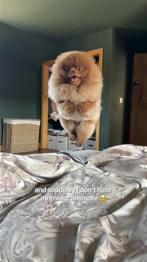 How I learned to love mornings 🥹 #pomeranian #puppy #pets #cutedog #viralshort