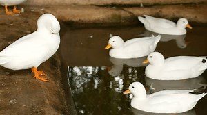 White Duck On Farm Stock Footage Video (100% Royalty-free) 3841132145 | Shutterstock