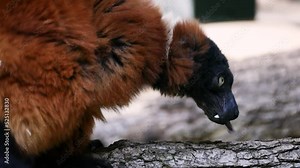 Red ruffed lemur (Varecia rubra) in captivity calling loudly, sound available Stock Video