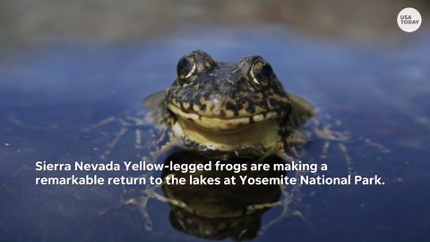 Yellow-legged frogs make a comeback in Sierra-Nevada lakes after facing near-extinction