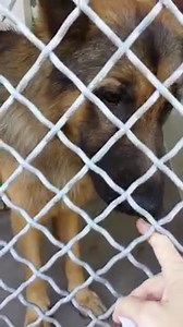 1.4K views · 100 reactions | Sweet GRIZZLY was left at the shelter...